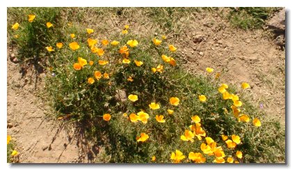 Apache (5)   Mexican Poppies